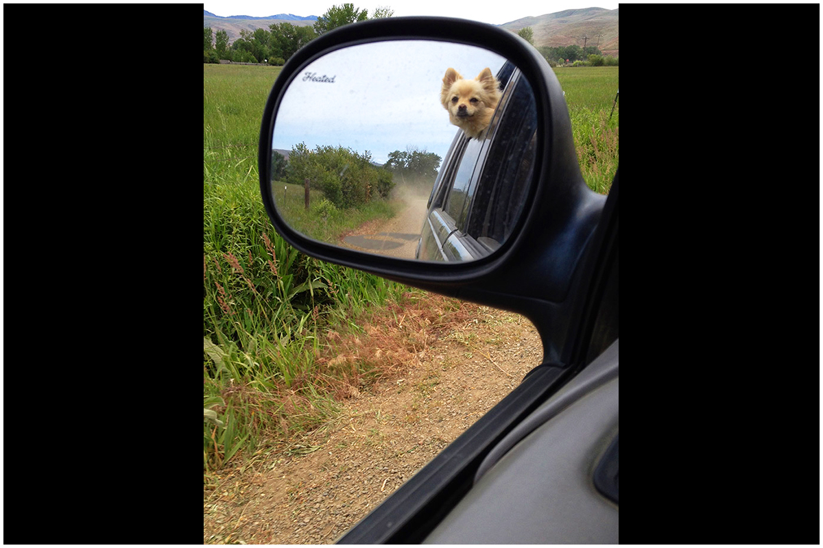 Pomeranian Puppy Enjoying the Breeze