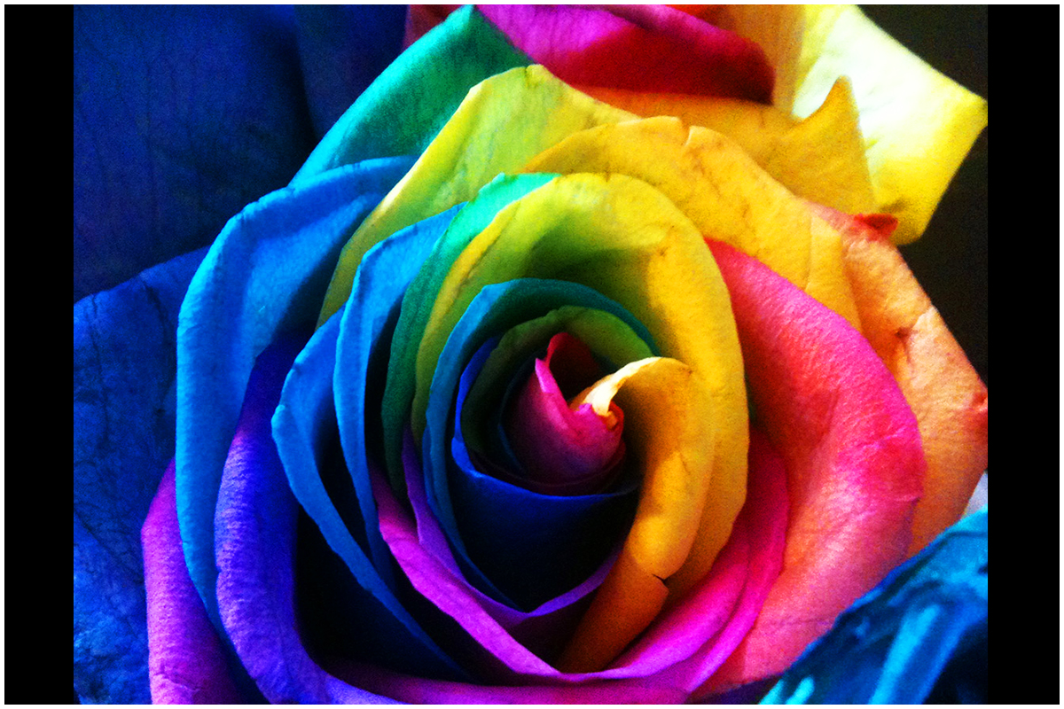 Close-up of a Rainbow Rose