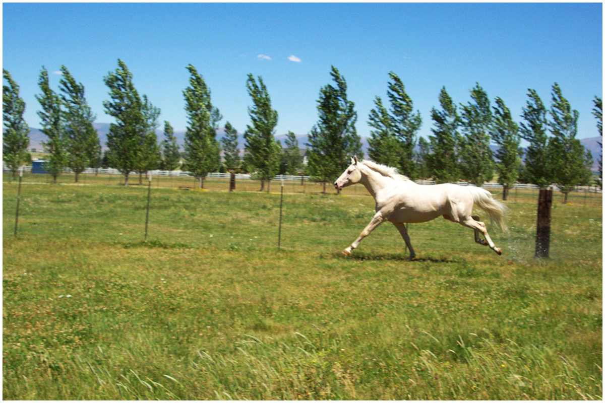 Billionaire the Thoroughbred Stallion Running Free